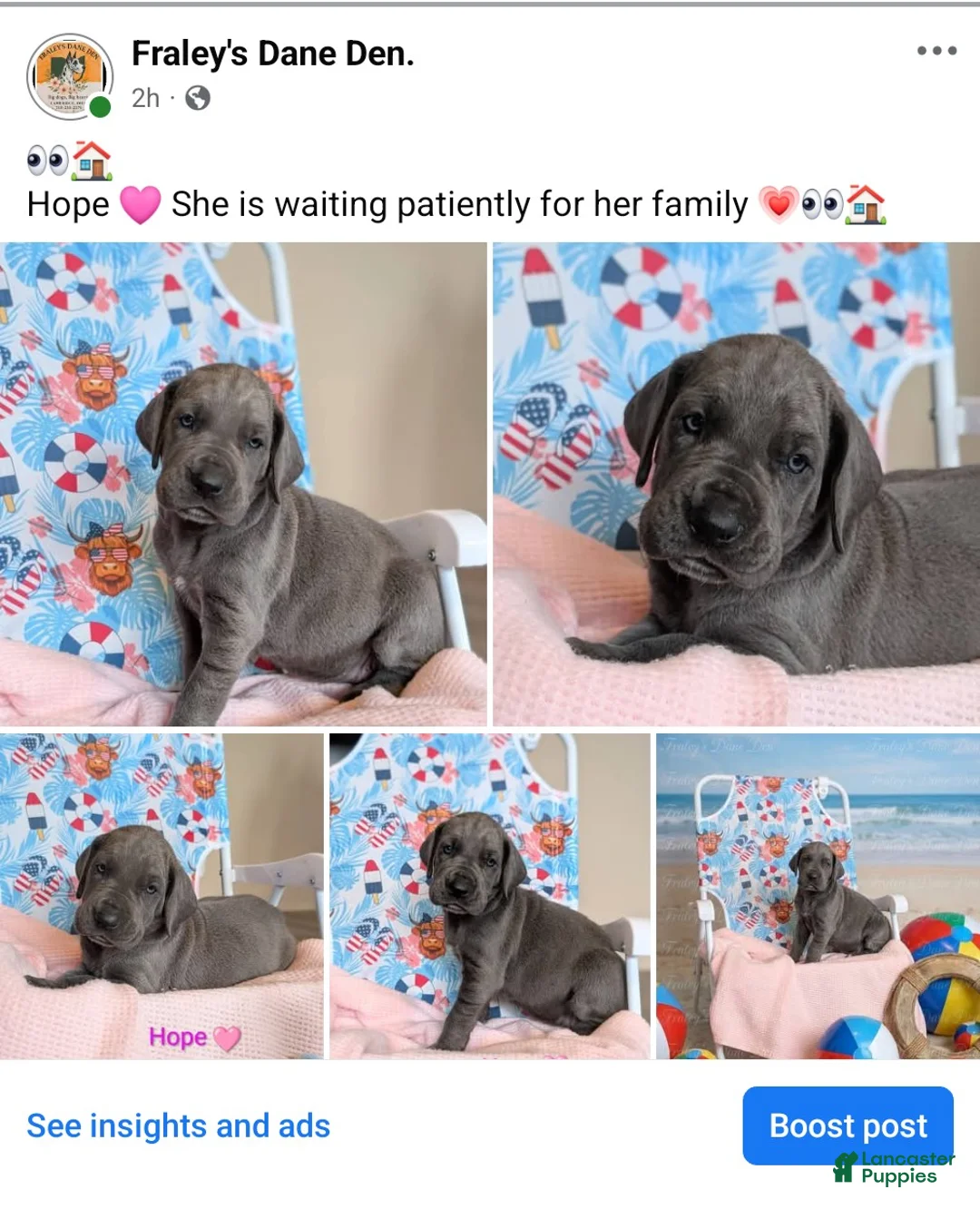 Great Dane dogs for sale: Great Dane Puppy 1 - Ad 1