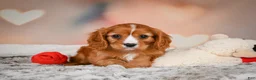 Cavapoo dogs for sale: DUKE - Ad 6