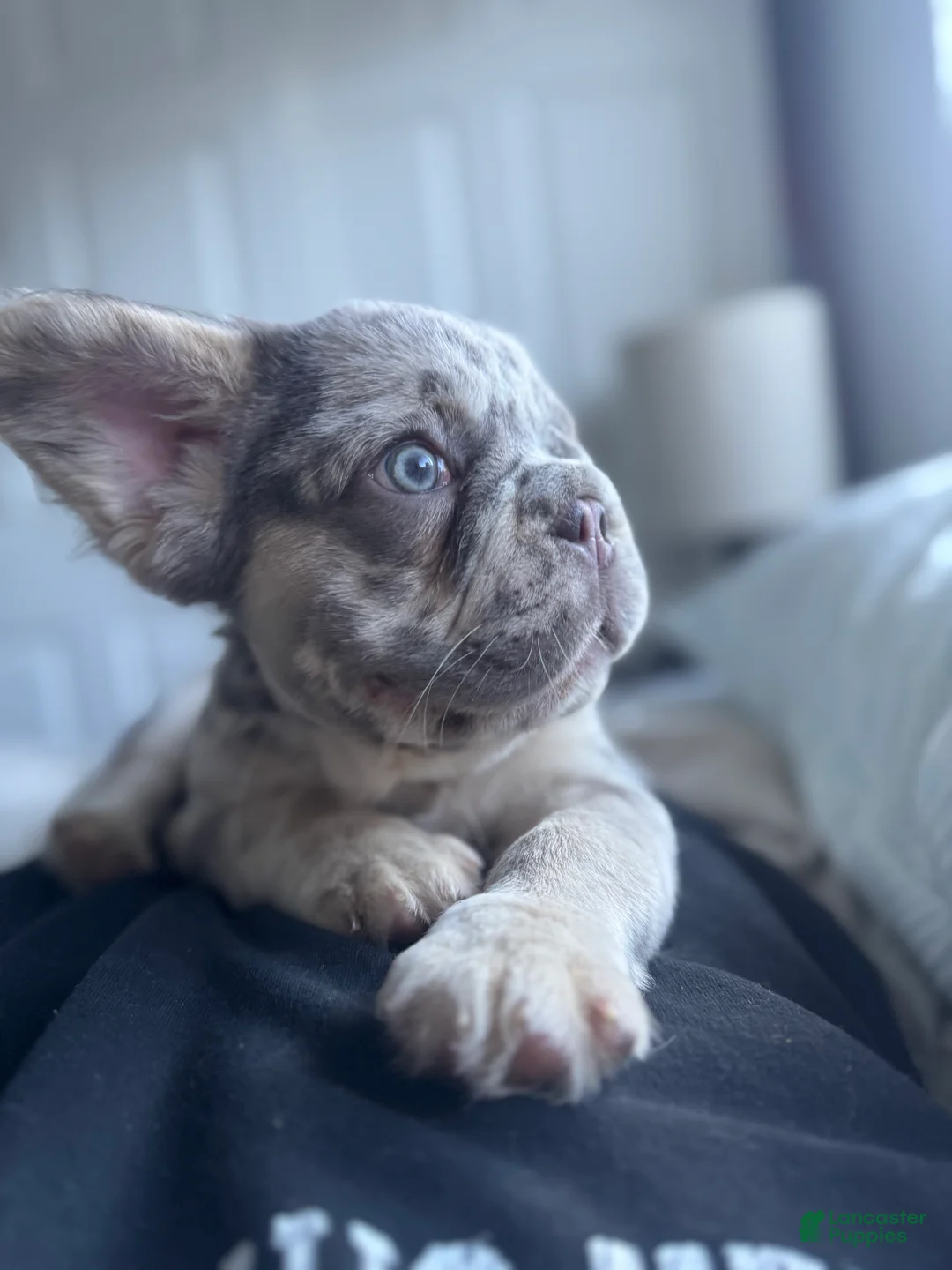 French Bulldog dogs for sale: Big Rope Lilac tan Merle Fluffy Male  - Ad 19