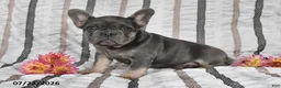 French Bulldog dogs for sale: Ollie  - Ad 3