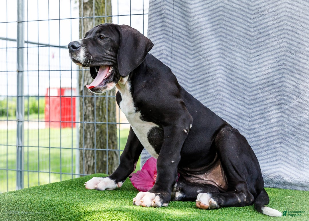 Great Dane dogs for sale: Kathy - Ad 15