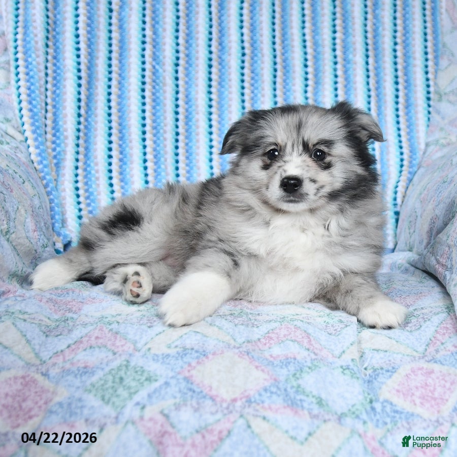 Pomsky dogs Crystal - Ad 2