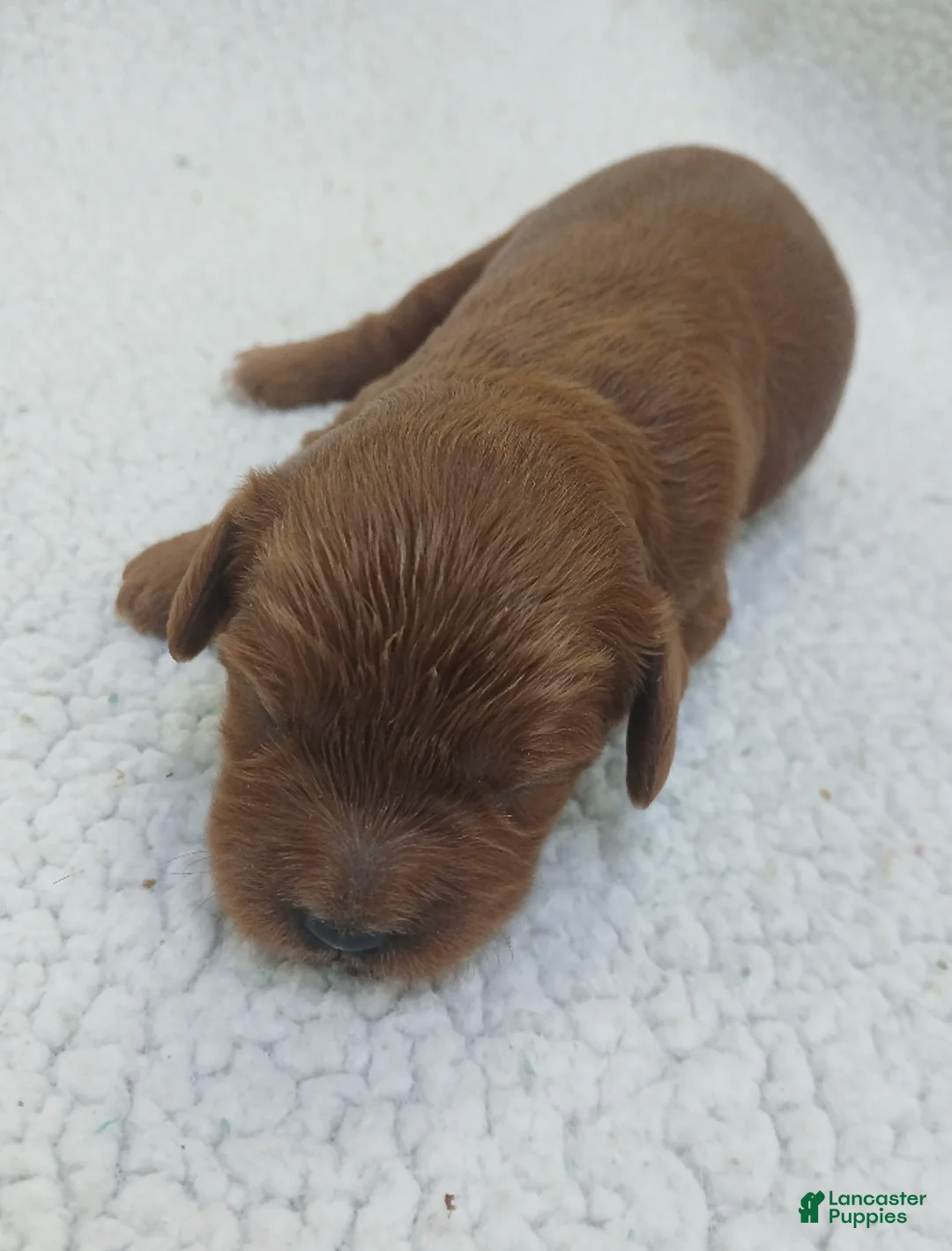 Cavapoo dogs for sale: BJ's Uber - Ad 1