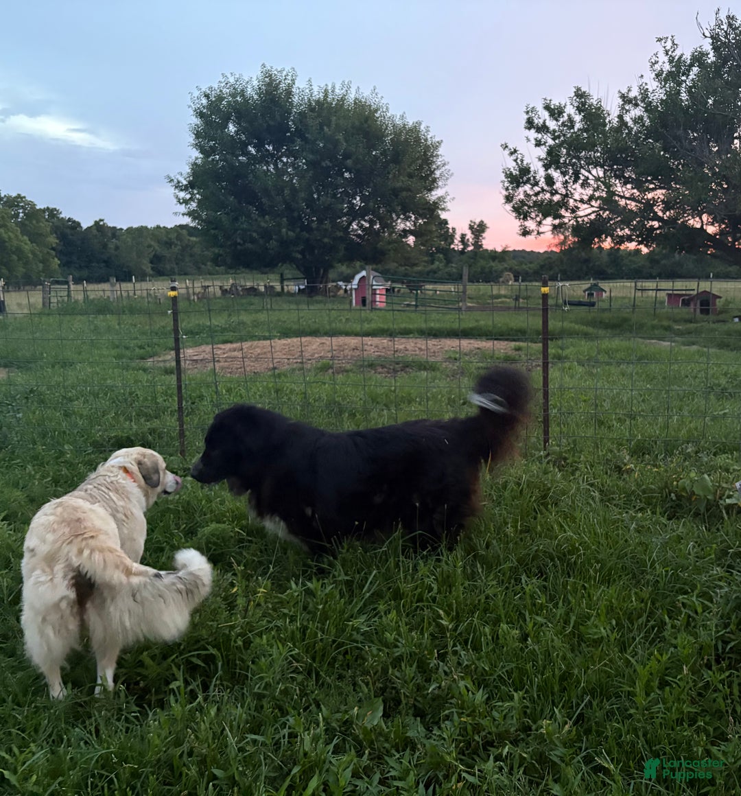 Mixed Breed dogs for sale: Thing - Ad 15