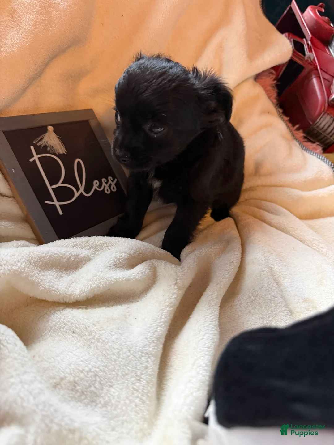Chihuahua dogs for sale: Little Teddy long hair  - Ad 1