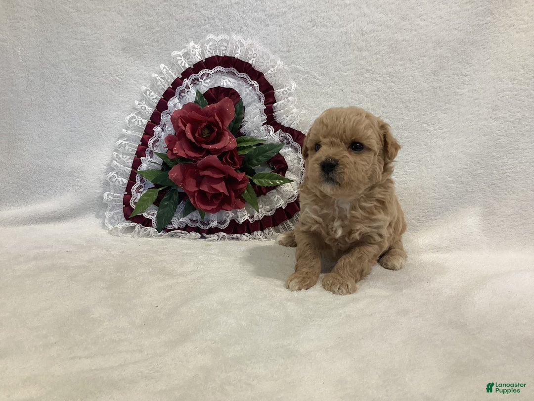 Maltipoo dogs for sale: Crunchy  - Ad 7