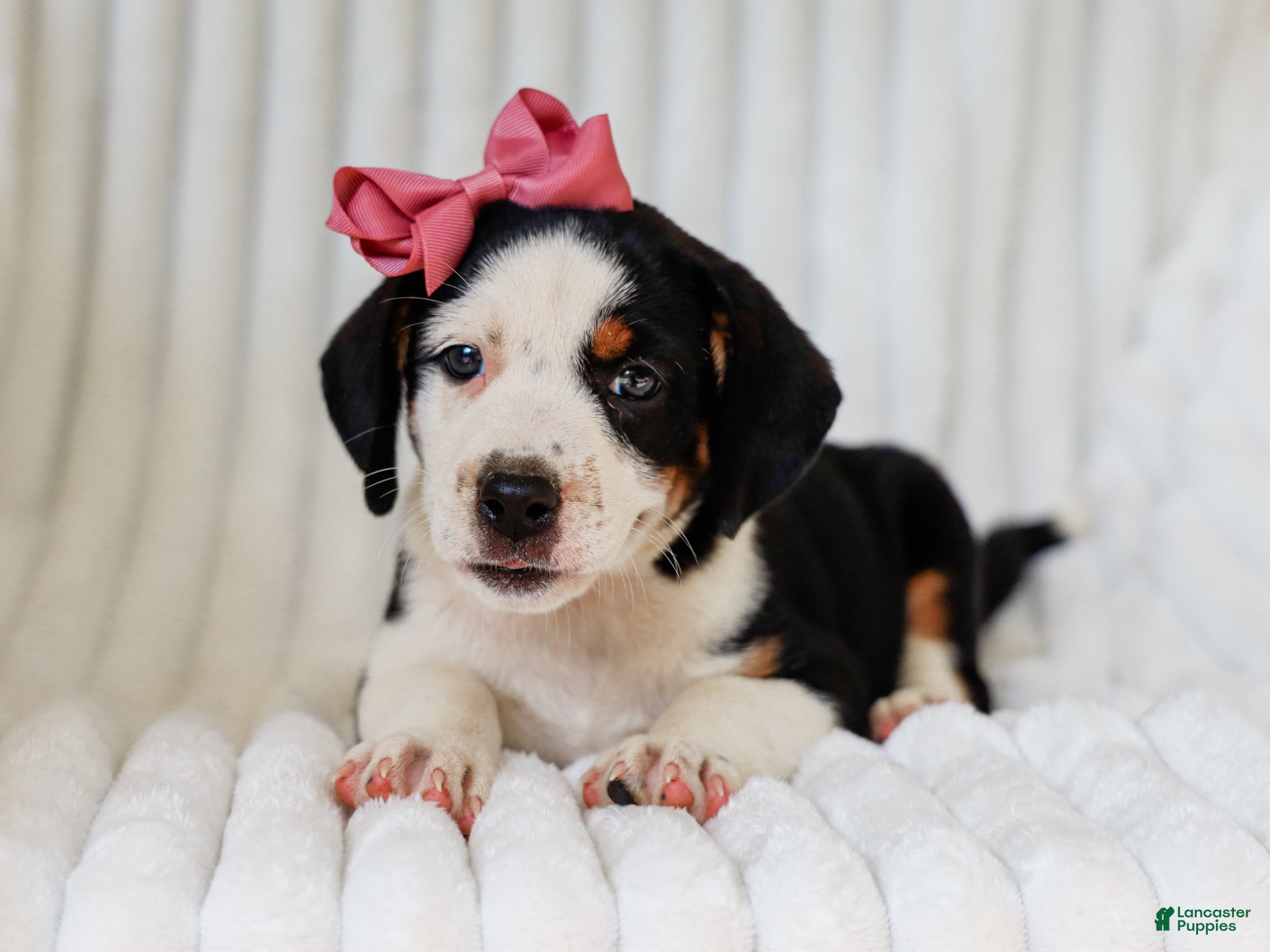 Mixed Breed dogs Addy Mixed Breed Pup - Ad 1