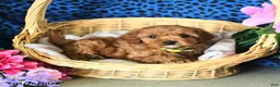 Cavapoo dogs for sale: Camila - Ad 4
