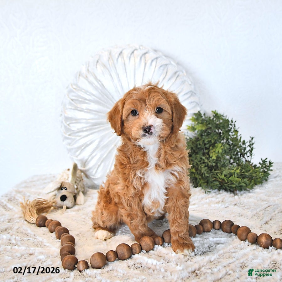 Mini Goldendoodle dogs Iris - Ad 1