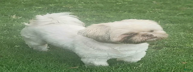 Mehki