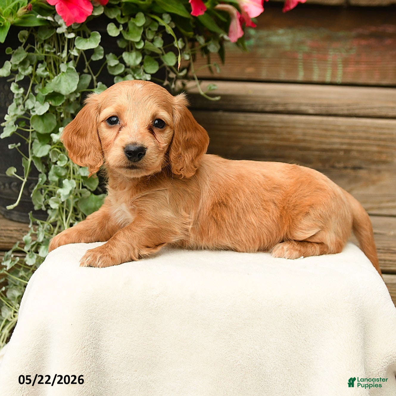 Dachshund dogs Shasta - Ad 2