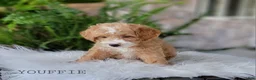 Mini Goldendoodle dogs for sale: Mini Goldendoodle 3 - Ad 3