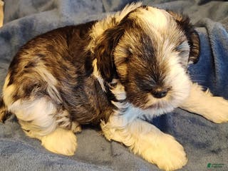 Miniature Schnauzer dogs Miniature Schnauzer Boy 3 - Ad 6