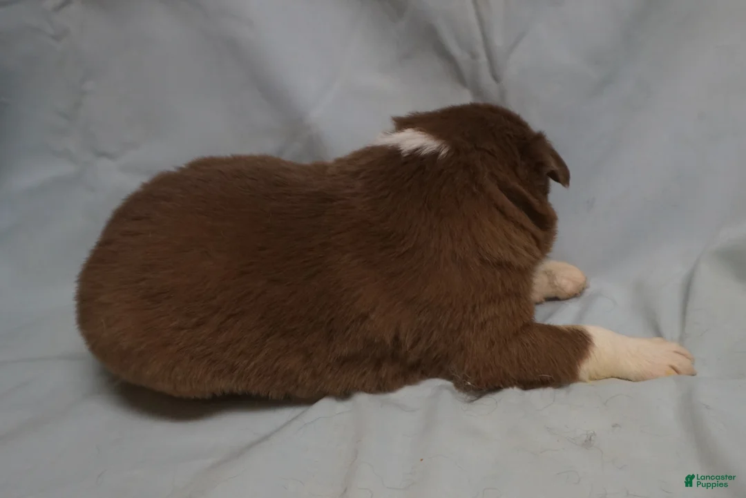 Border Collie dogs for sale: Whitley,  Puppy 3 - Ad 3