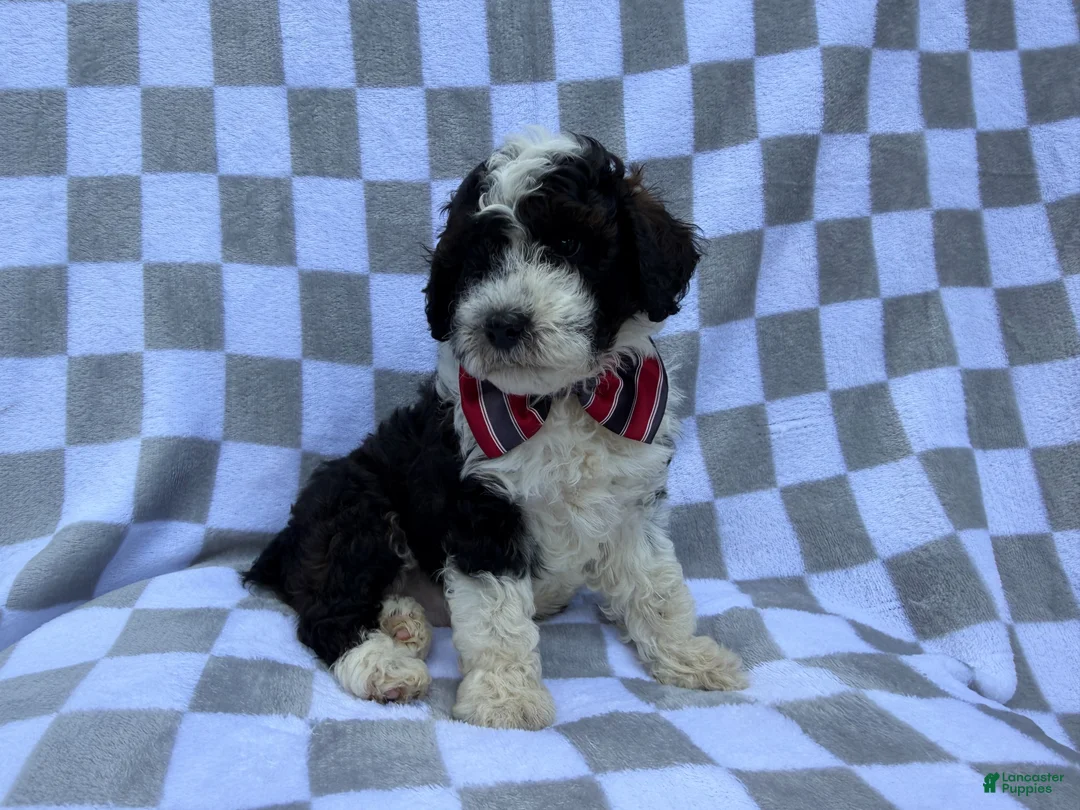 Cockapoo dogs for sale: Fritz - Ad 8