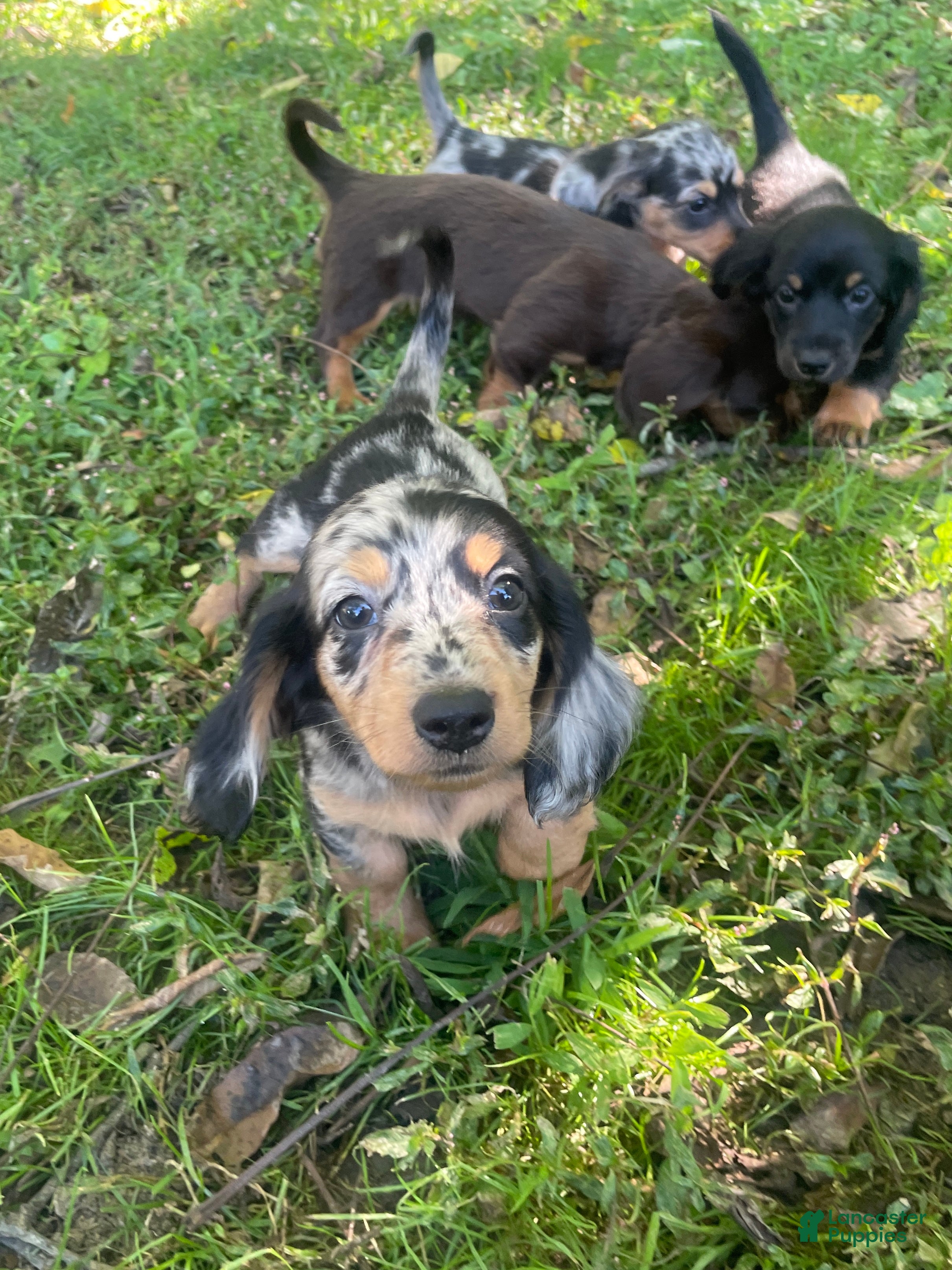 Miniature Dachshund dogs Peaches  - Ad 2