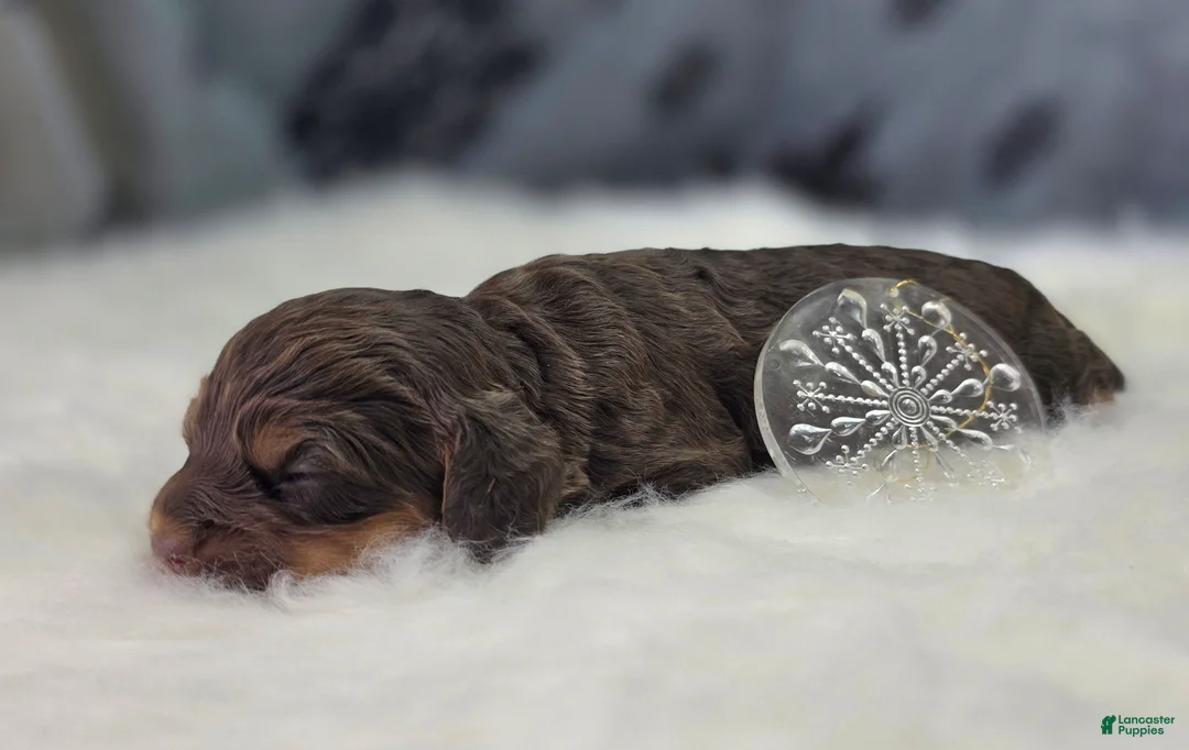 Cockapoo dogs for sale: Castor - Ad 3