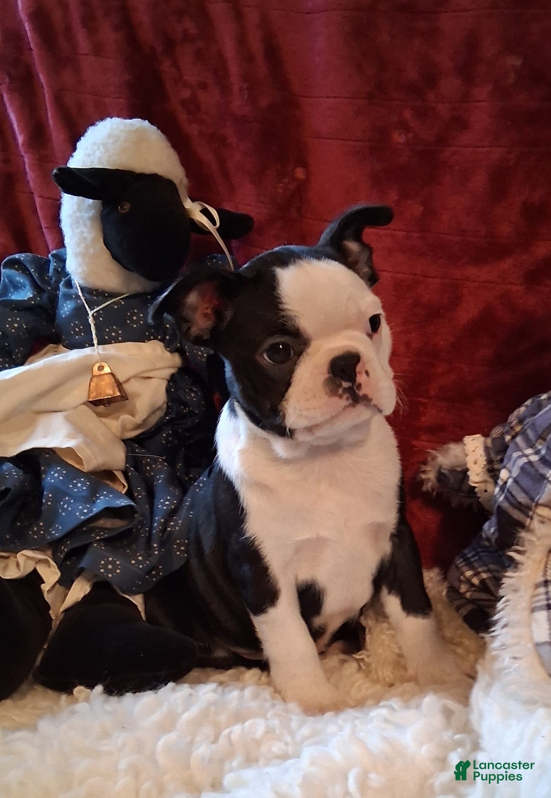 Boston Terrier dogs for sale: Eleanor - Ad 1