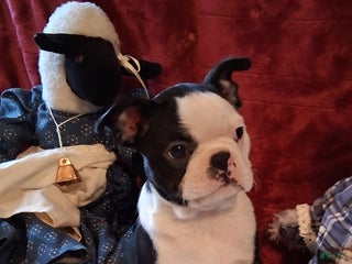 Boston Terrier dogs Eleanor - Ad 37