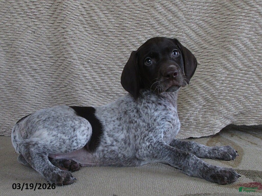 German Shorthaired Pointer dogs Davina - Ad 1