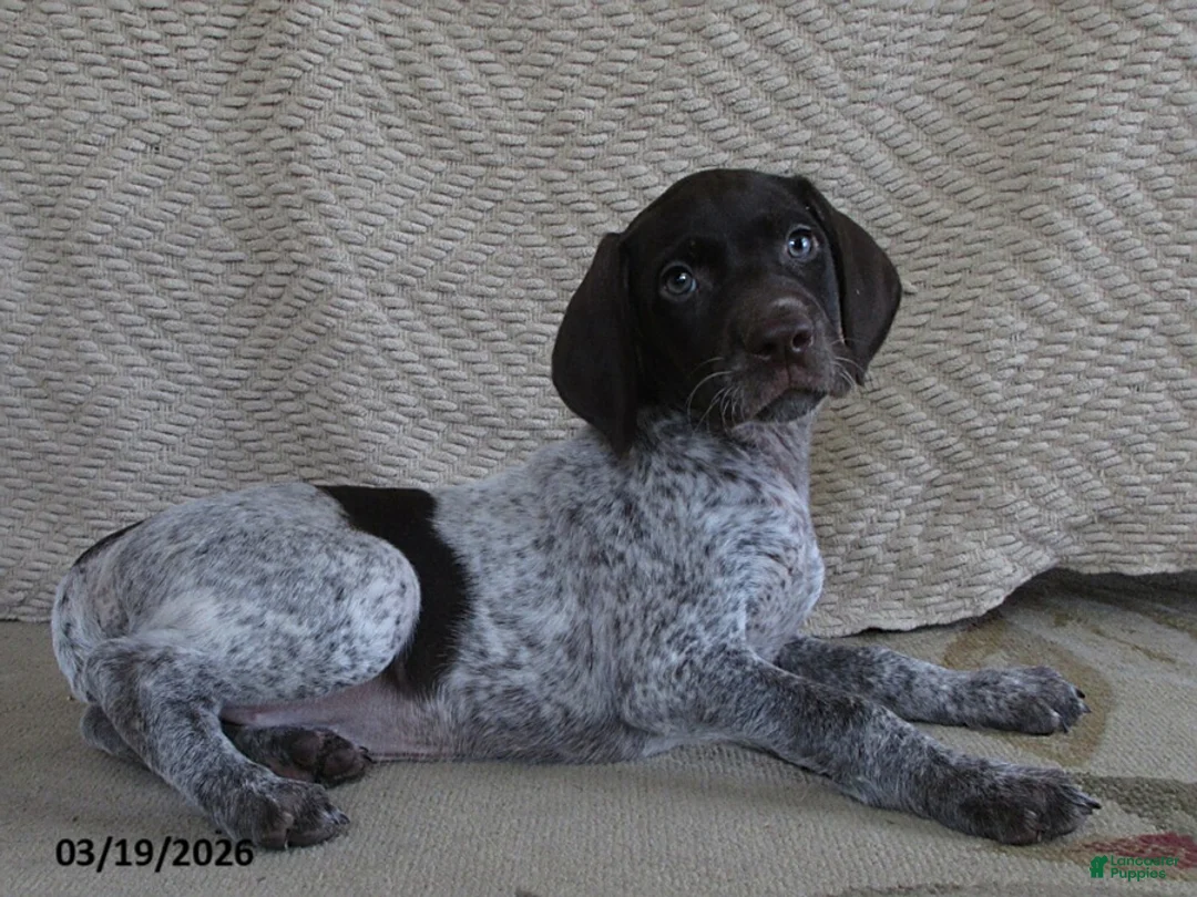 German Shorthaired Pointer dogs for sale: Davina - Ad 1