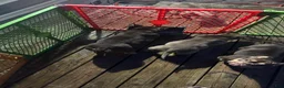 American Bully dogs for sale: Pinky - Ad 4
