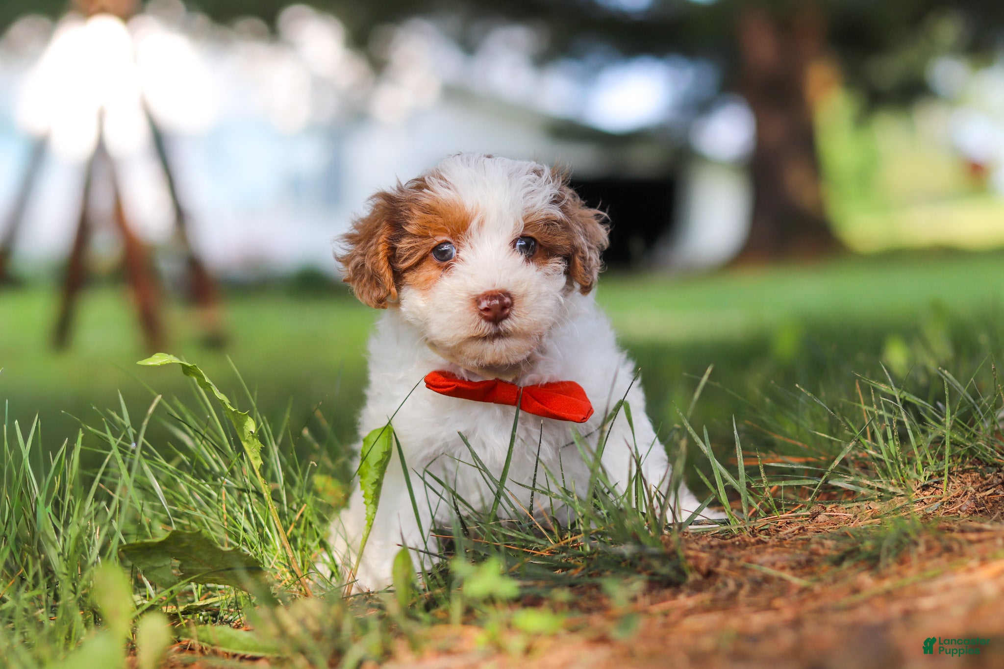 Yorkiepoo dogs Oreo - Ad 2