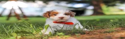 Yorkiepoo dogs for sale: Oreo - Ad 2