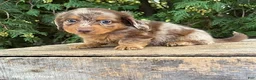 Dachshund dogs for sale: Colby - Ad 1