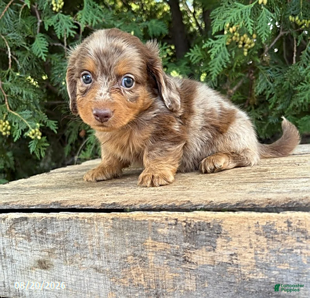 Dachshund dogs for sale: Colby - Ad 1