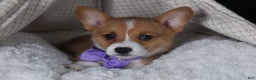 Welsh Corgi Pembroke dogs for sale: Holden - Ad 14