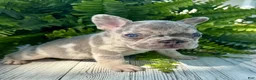 French Bulldog dogs for sale: Asher - Ad 2