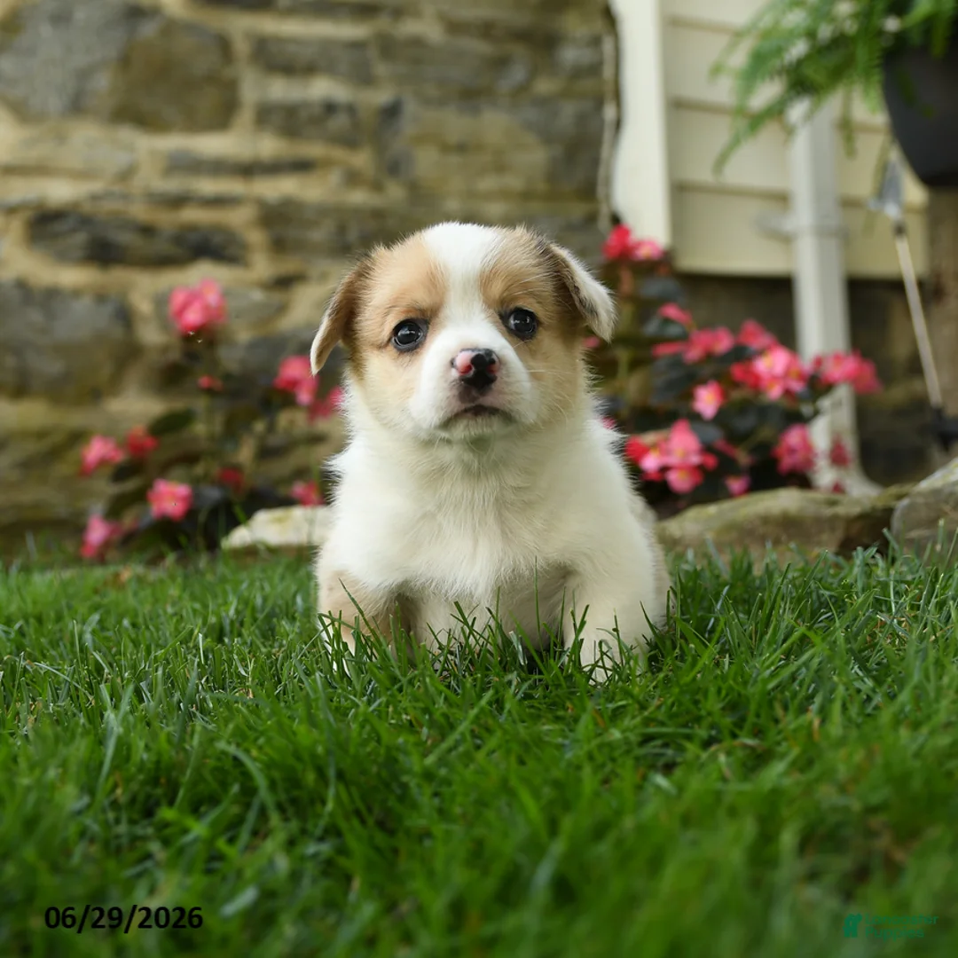 Welsh Corgi Pembroke dogs for sale: Molly - Ad 1