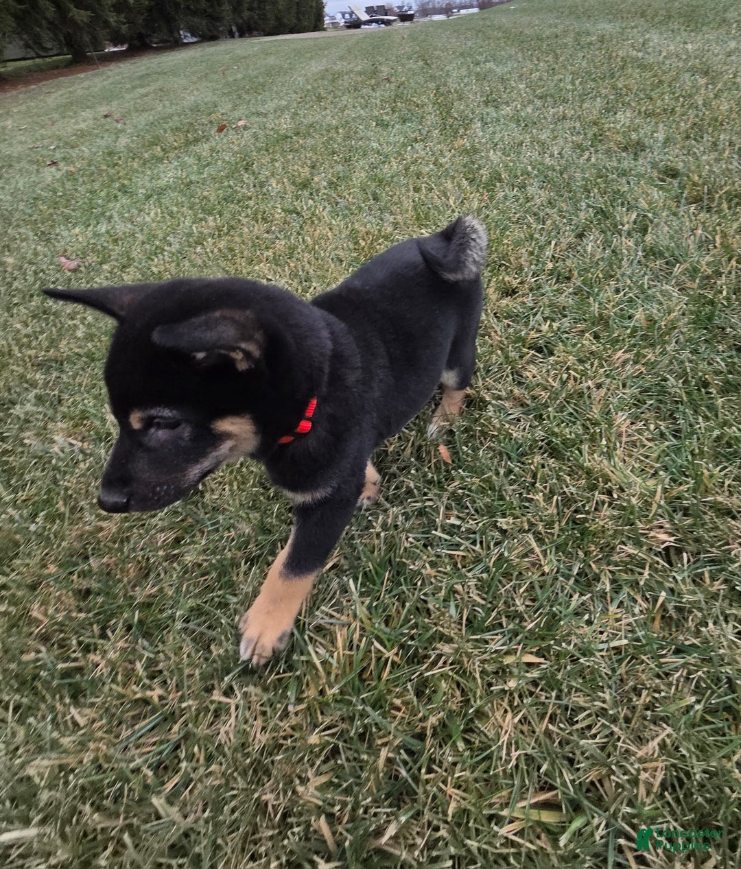 Shiba Inu dogs for sale: Max - Ad 3