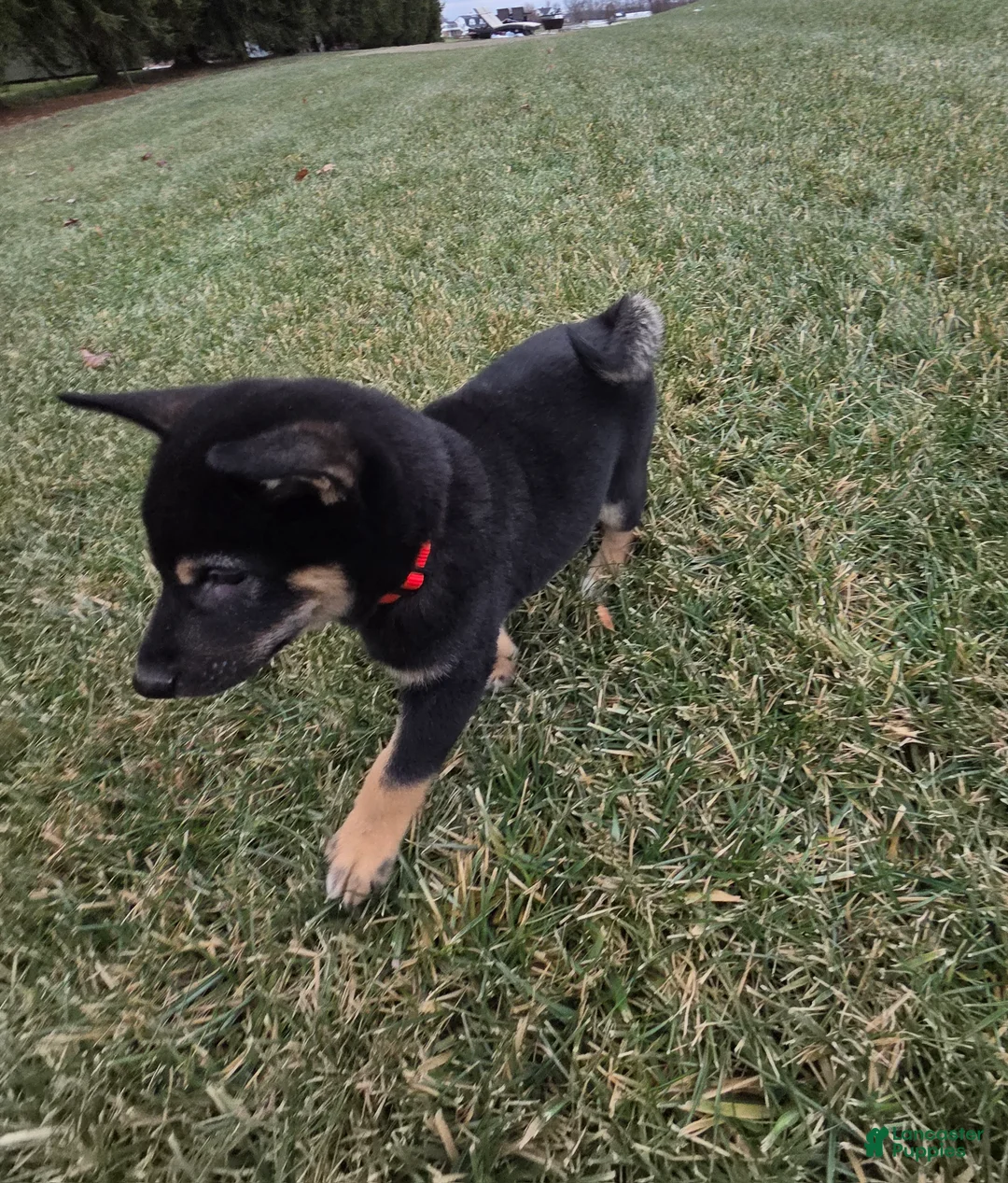 Shiba Inu dogs for sale: Max - Ad 3