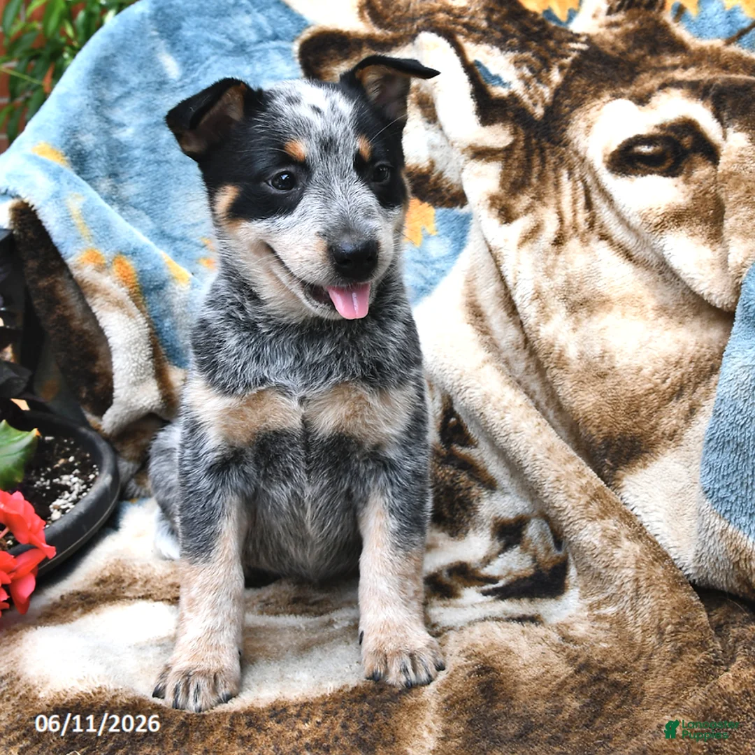 Australian Cattle Dog dogs for sale: Holly - Ad 1