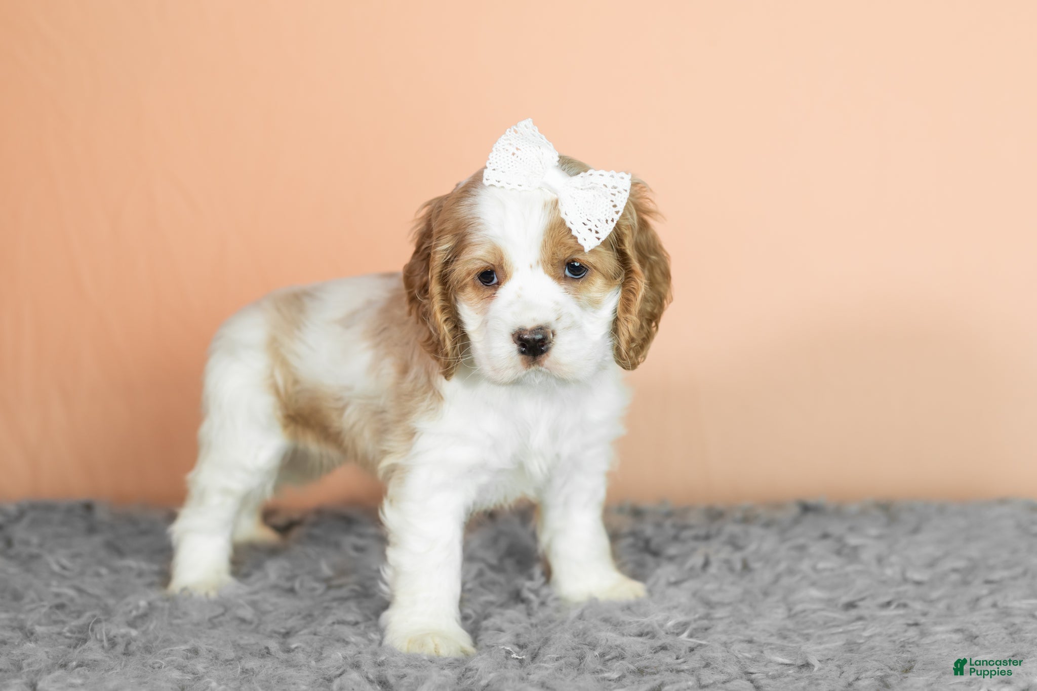 Cocker Spaniel dogs Grace - Ad 34