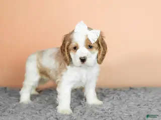 Cocker Spaniel dogs Grace - Ad 34