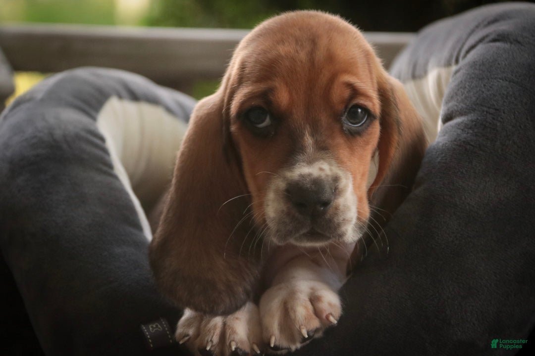 Basset Hound dogs Otis Basset Hound  - Ad 1