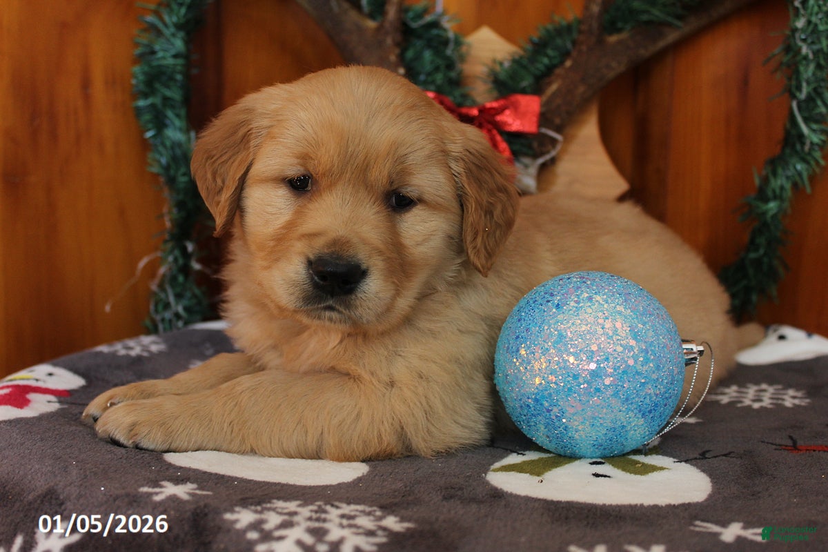 Golden Retriever dogs for sale: Ryder - Ad 4