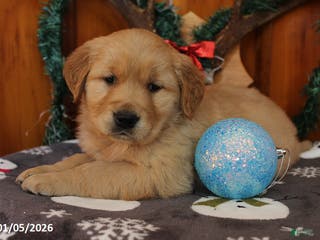 Golden Retriever dogs for sale: Ryder - Ad 4