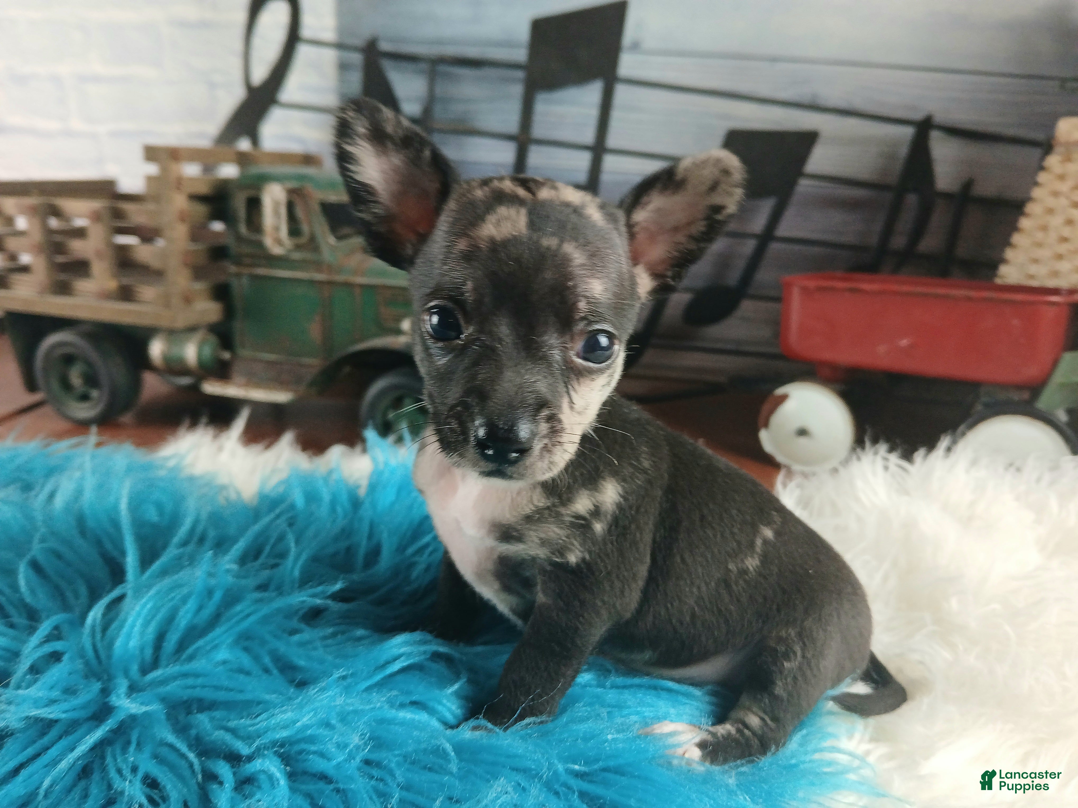 Chihuahua dogs Mouses black merle - Ad 2