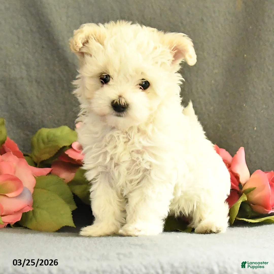 Maltipoo dogs for sale: Frisky - Ad 5