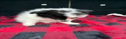 Pomeranian dogs for sale: Daisy - Ad 4