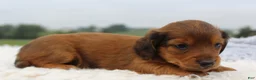 Miniature Dachshund dogs for sale: Miniature Dachshund 4 - Ad 3