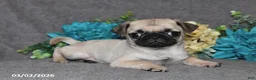 Pug dogs for sale: Nugget - Ad 4