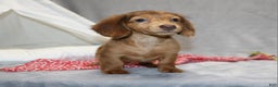 Miniature Dachshund dogs for sale: Archie  - Ad 4