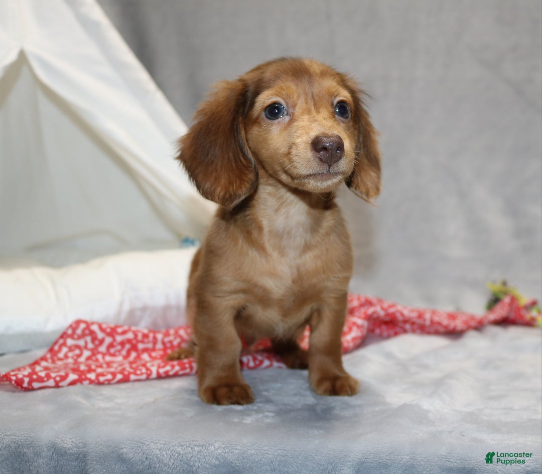 Miniature Dachshund dogs for sale: Archie  - Ad 4