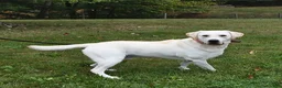 Labrador Retriever dogs for sale: Rayna - Ad 5