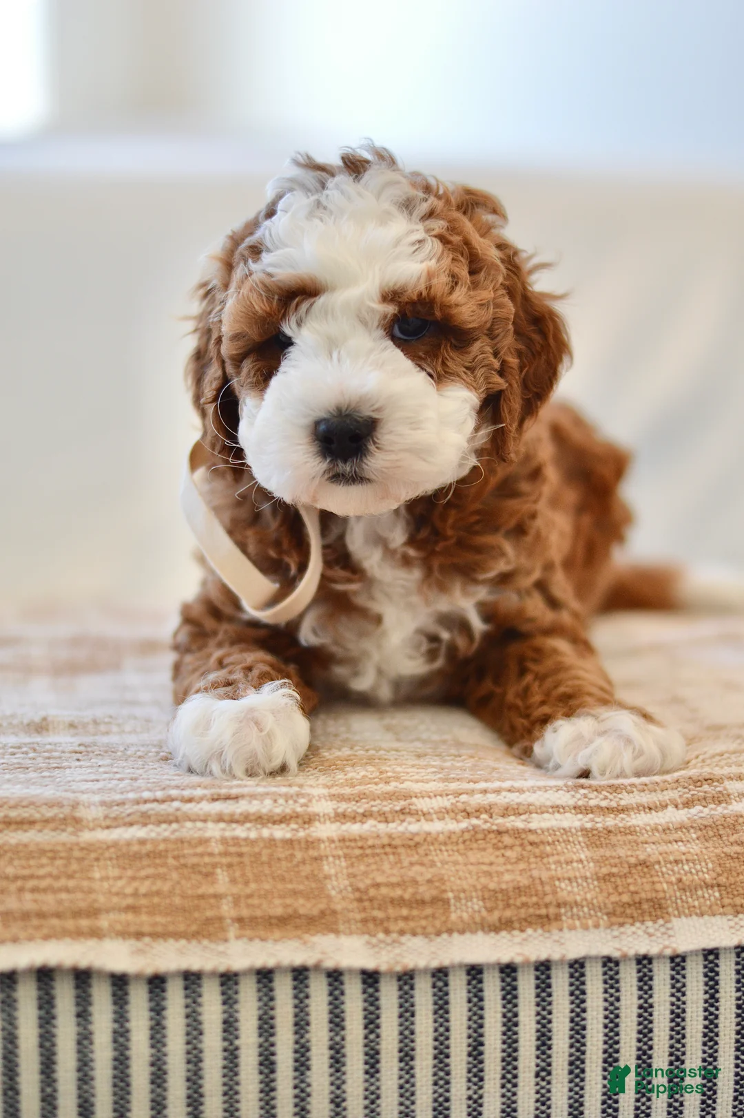 Mini Goldendoodle dogs for sale: Ginger - Genetic health tested - Ad 1